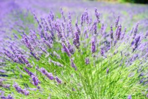 lavendel kopen